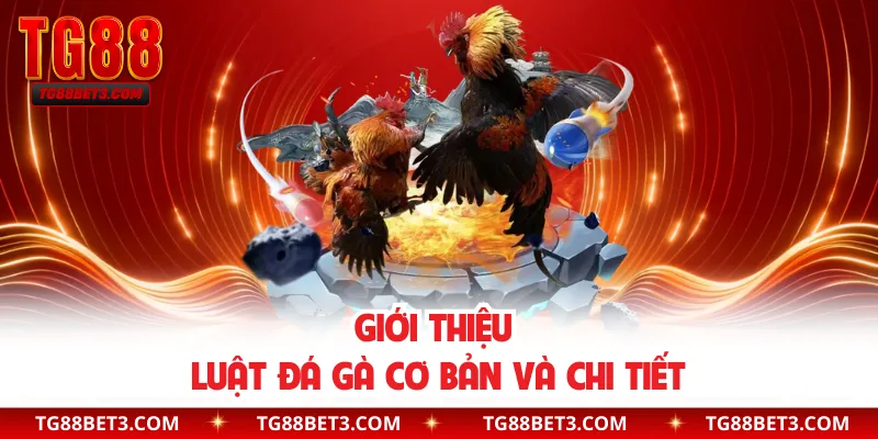 Giới thiệu luật đá gà cơ bản và chi tiết
