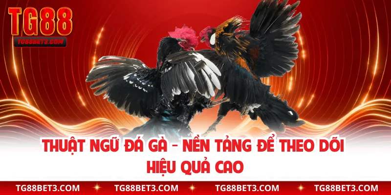 Thuật Ngữ Đá Gà - Nền Tảng Để Theo Dõi Hiệu Quả Cao